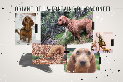 Étalon Basset fauve de Bretagne - Oriane de la fontaine du baconnet