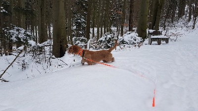 Étalon Basset fauve de Bretagne - Felice Von Der Kalksburgerhöh