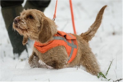 Étalon Basset fauve de Bretagne - Claire Von Der Kalksburgerhöh