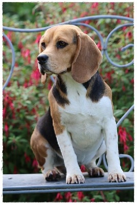 Étalon Beagle - Rosa (Sans Affixe)