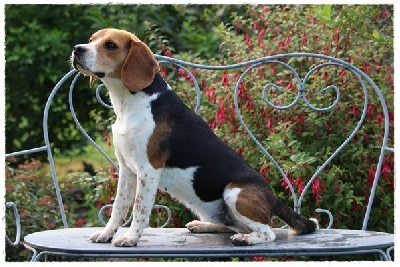 Étalon Beagle - Rona dit ria (Sans Affixe)