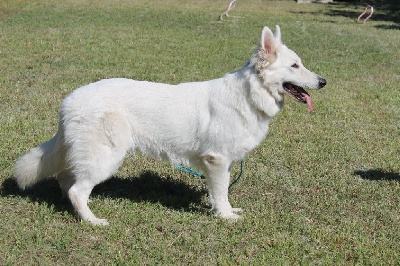 Étalon Berger Blanc Suisse - Raven of the white company