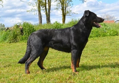 Étalon Berger de Beauce - Oly des Ganches de la Loire