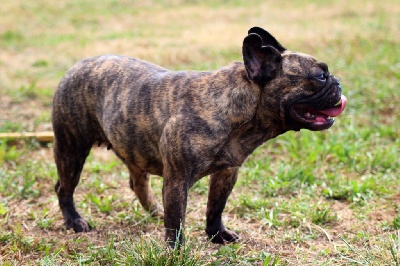 Étalon Bouledogue français - Olympe des Terres de Groie