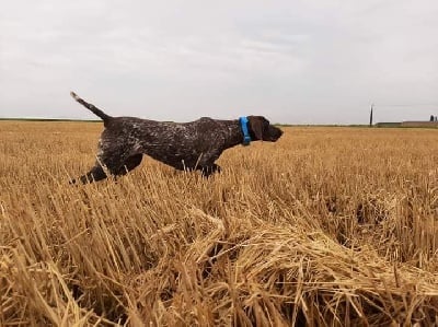 Étalon Braque allemand à poil court - Ratina z De La Dernière Harde De Sologne