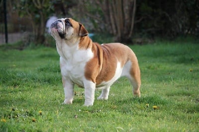 Étalon Bulldog Anglais - Rhea Du Royaume De Layena