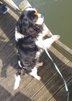 Étalon Cavalier King Charles Spaniel - Pixel Du Petit Brillouard