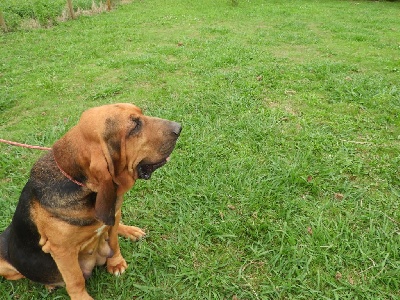 Étalon Chien de Saint-Hubert - OrphÃ©e des limiers de l'Adour