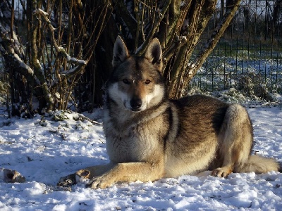 Étalon Chien-loup tchecoslovaque - Edo Passo del lupo