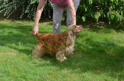 Étalon Cocker Spaniel Anglais - Joe-nice-golden du charme aux loups