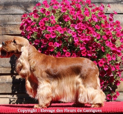 Étalon Cocker Spaniel Anglais - CH. Polka du Rieu-Grand