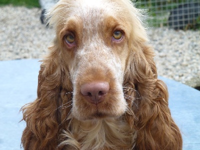 Étalon Cocker Spaniel Anglais - R-de-lionne Du taillis du houx