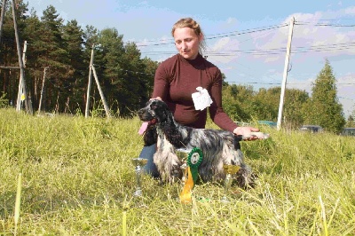 Étalon Cocker Spaniel Anglais - CH. vailex spens Yula
