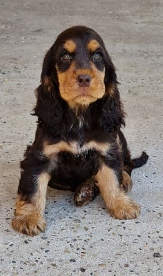 Étalon Cocker Spaniel Anglais - Pin-up lovely Du Domaine De La Pruneraie