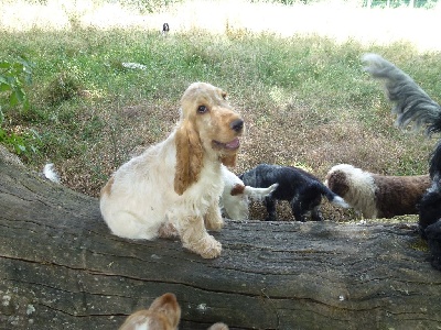 Étalon Cocker Spaniel Anglais - Romarin dit zeste Du taillis du houx