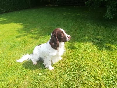 Étalon English Springer Spaniel - killkerrymore Java