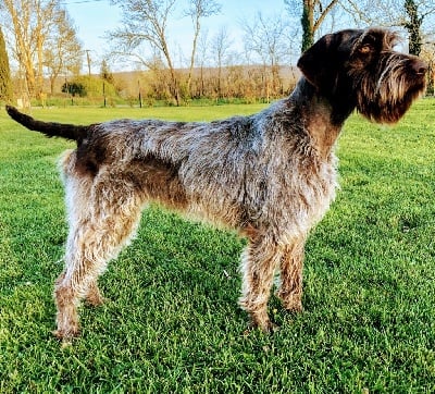 Étalon Griffon d'arrêt à poil dur Korthals - CH. Phidji de la Hount Barrade