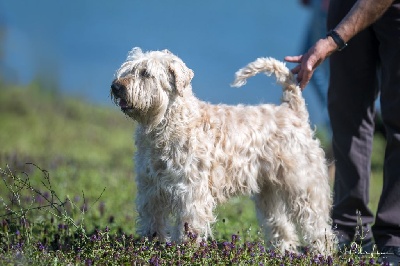Étalon Irish Soft Coated Wheaten Terrier - CH. O'hara des Varennes Mystiques