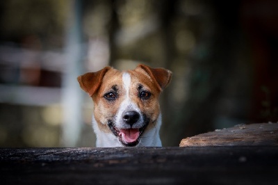 Étalon Jack Russell Terrier - Maybe du Bois de Compiègne
