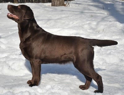 Étalon Labrador Retriever - Purple rain De la Vallée de la Brière