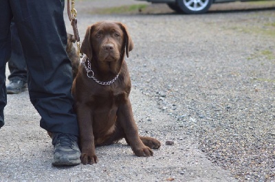 Étalon Labrador Retriever - Ocarina du verger des plaines