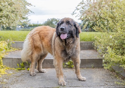 Étalon Leonberger - Quenoa Lions From D'es