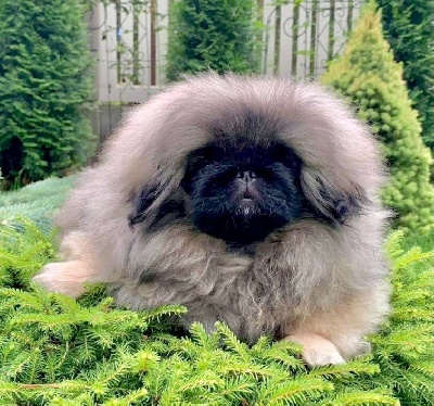 Étalon Pekinois - saffron sherhy Gabrielle at vannjty dite gaby