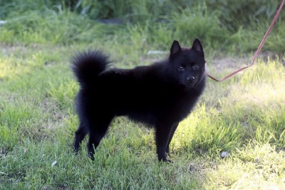 Étalon Schipperke - rokland Yahont