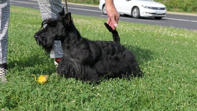 Étalon Scottish Terrier - CH. B'arwen slonce alaski
