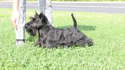 Étalon Scottish Terrier - CH. O'que je t 'aime Della Roccacia di Modigliana