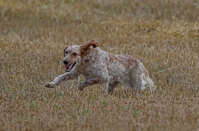 Étalon Setter Anglais - Orphie des Rives du Cernon