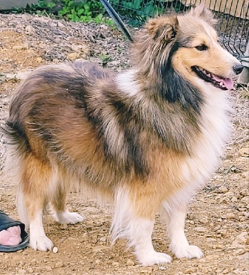 Étalon Shetland Sheepdog - Paika Des Shetland Des Pyrenees