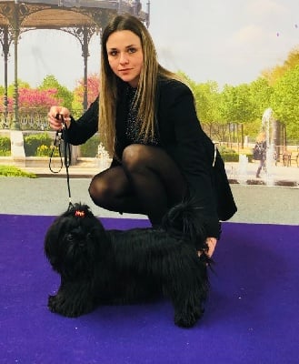 Étalon Shih Tzu - The greatest showman rock'n rose