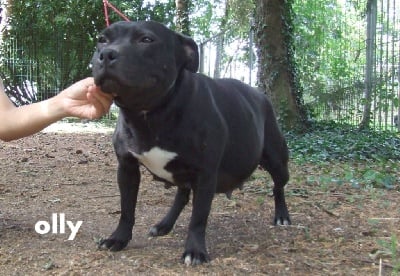 Étalon Staffordshire Bull Terrier - Woody's Original Olly