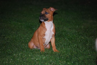 Étalon Staffordshire Bull Terrier - Rita Small Red Stafford