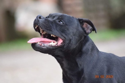 Étalon Staffordshire Bull Terrier - O'bella ciao Dei Guardiani Dell'angelo
