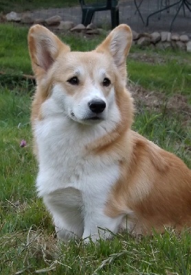 Étalon Welsh Corgi Pembroke - Rainbow pour raimbaud alya (dite reinette) Des Boroillots