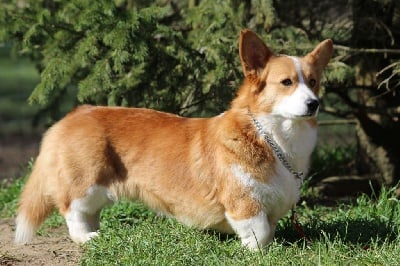 Étalon Welsh Corgi Pembroke - Please to meet you plume 's Little Cowboy