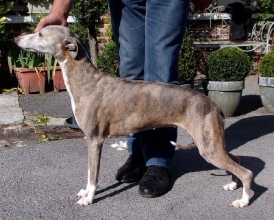 Étalon Whippet - Imprime special du haras d'hélios