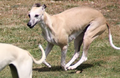 Étalon Whippet - Miss américa du Puech d'argent