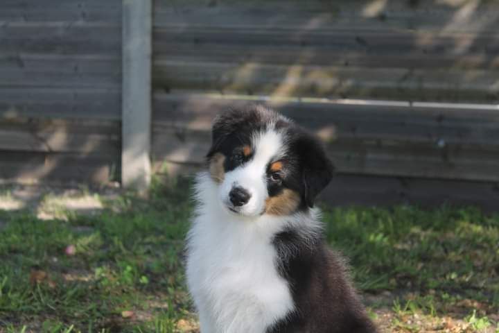 Publication : Dark Secret Garden