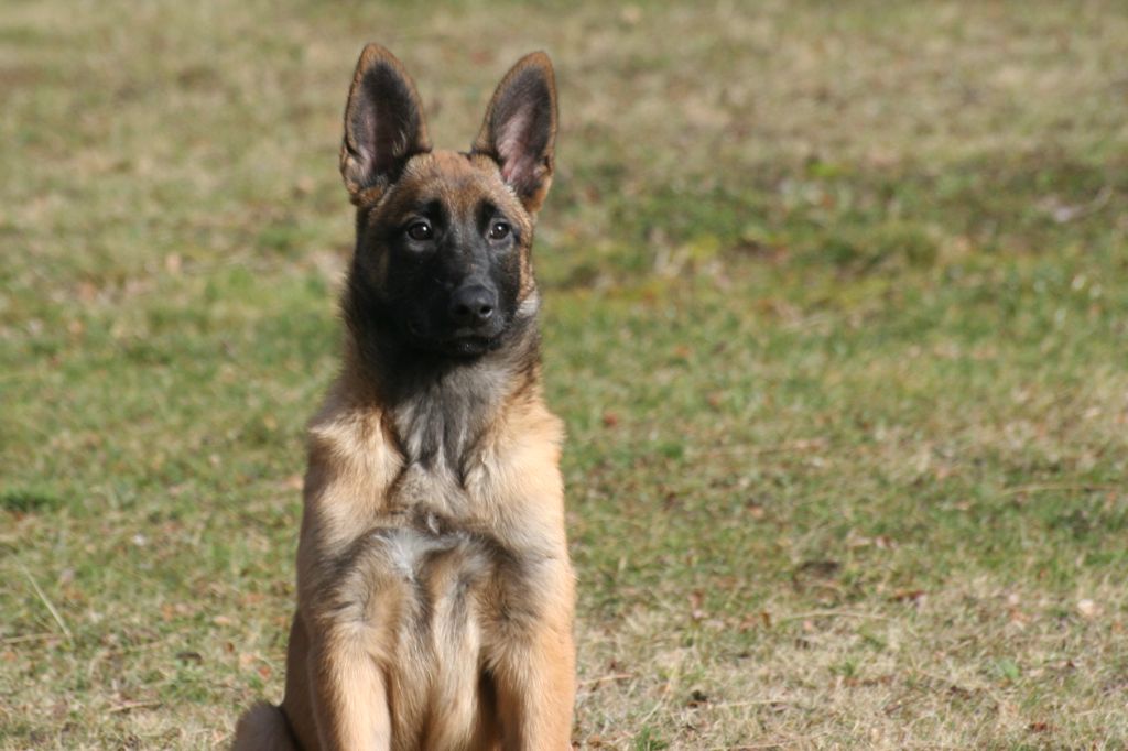 Publication : des bergers des hautes terres 