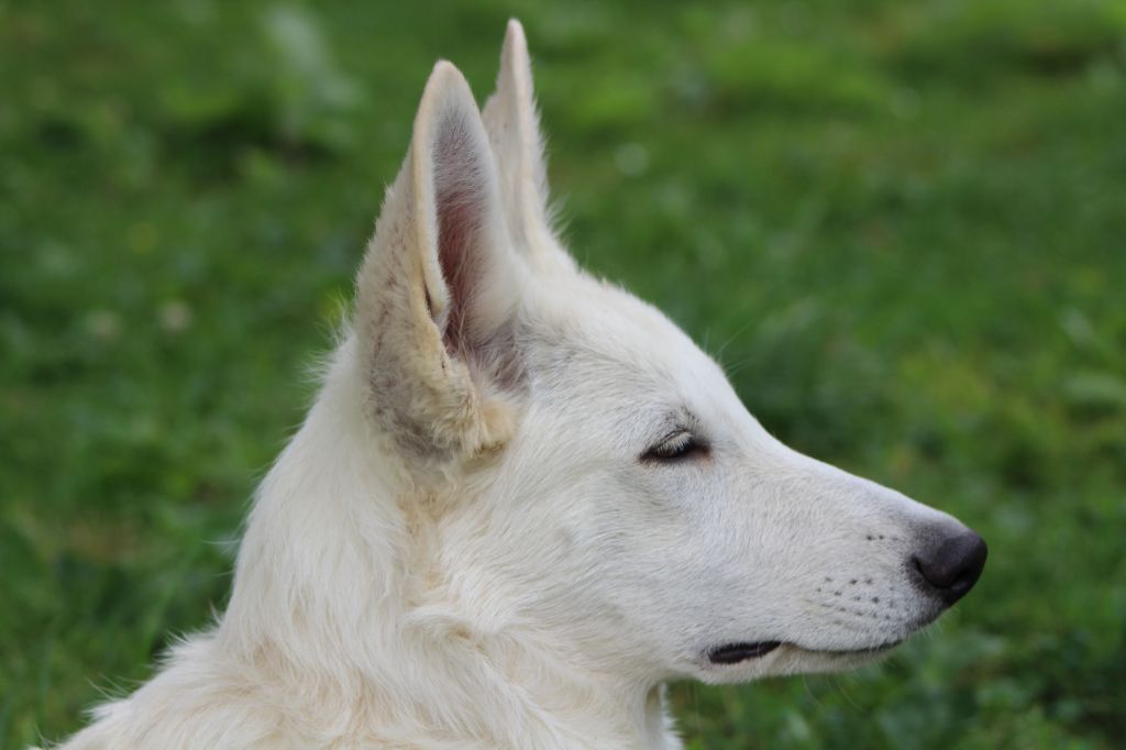 Publication : des Petites Pattes Blanches 