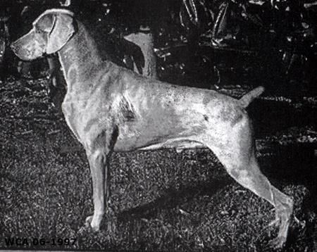 TR. CH. watchpoint's Exclusive copy