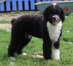 Publication : Des Portes De Barcan 