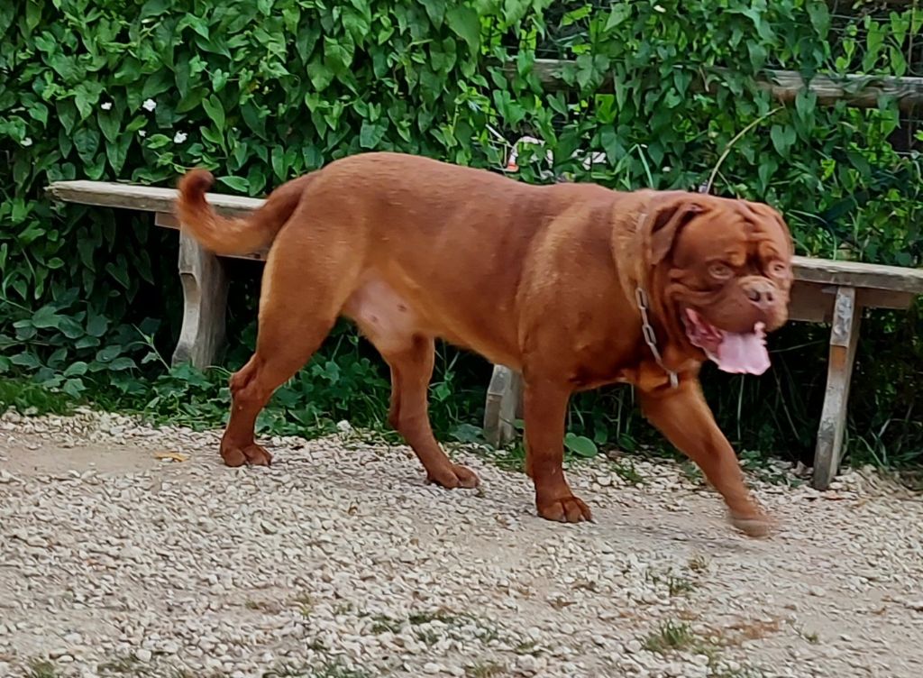 Publication : De L'acajou Dogue Auteur : Acajou Dogue