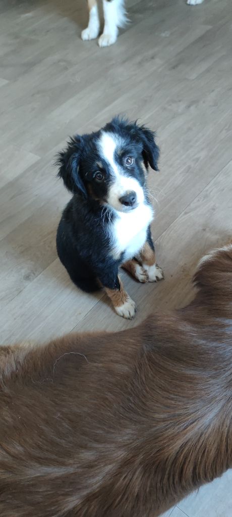 Publication : Of Little Blue Stars 