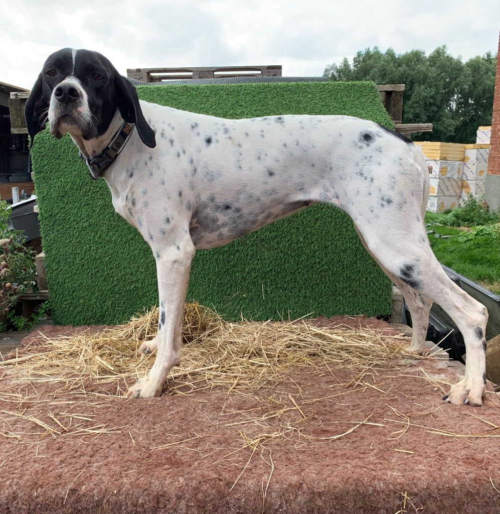 Publication : Du Pré Du Chêne Vert