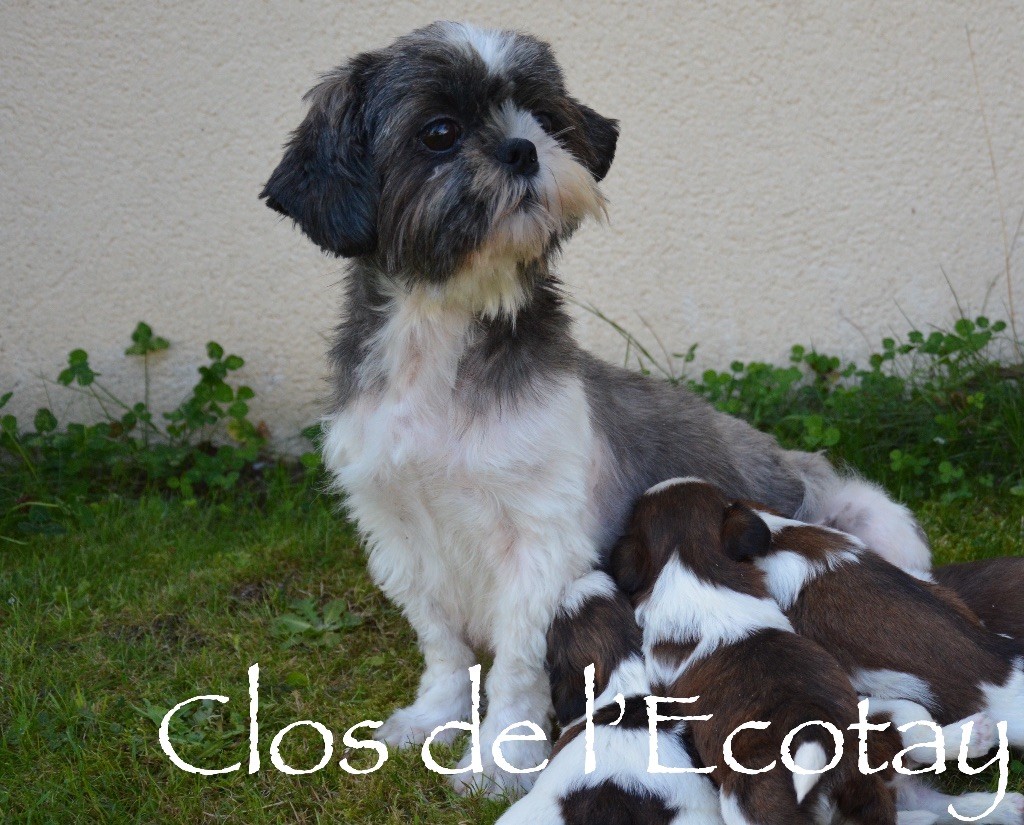 Publication : Du Clos De L'Ecotay Auteur : clos de l'ecotay