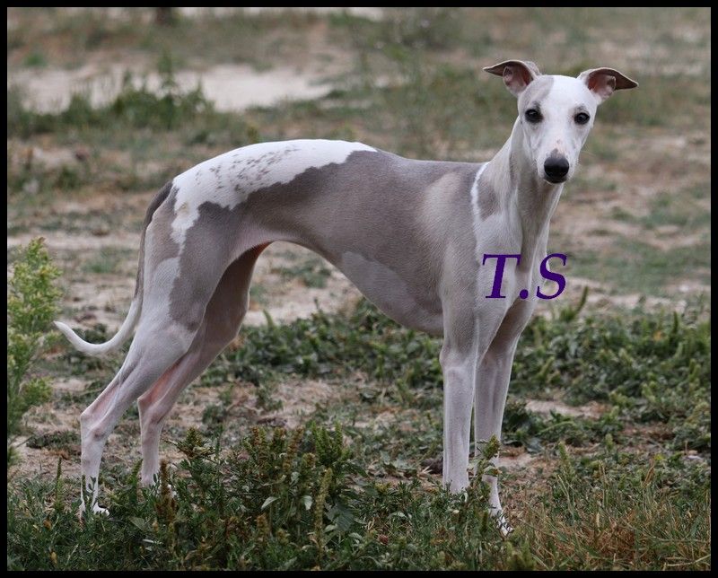 Reina De La Truffe Sacrée